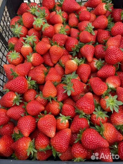 Клубника свежая