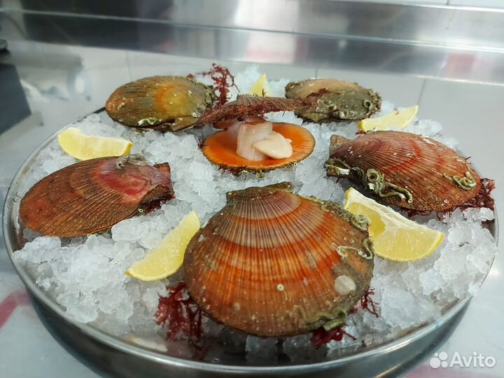 Гребешок красный живой