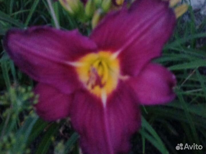 Очень большой выбор многолетних цветов