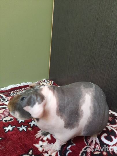 Морские свинки скинни девочки