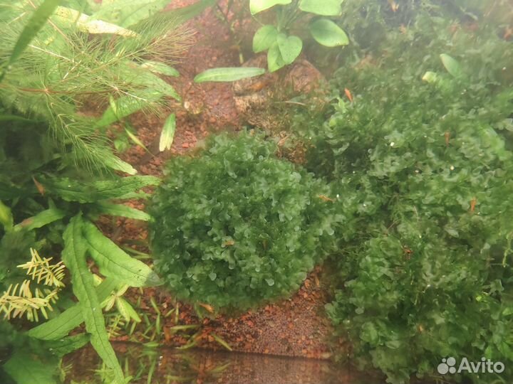 Украшение для аквариума кочка из ламориопсиса