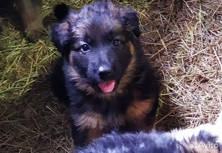 Щенки немецкой овчарки