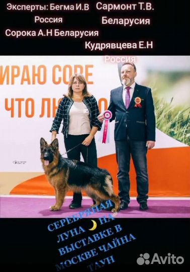 Немецкие овчарки RKF