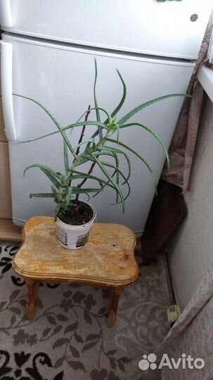 Алоэ лечебный цветок. Комнатные растения