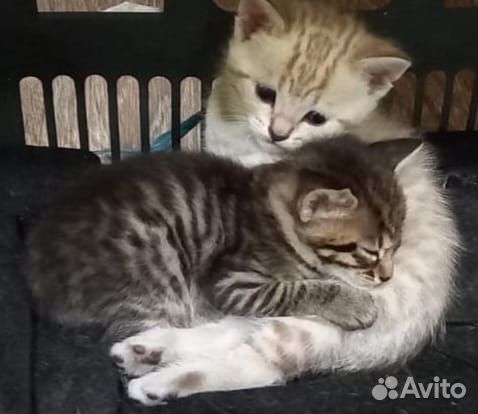 Котята в добрые руки от бенгальской кошки