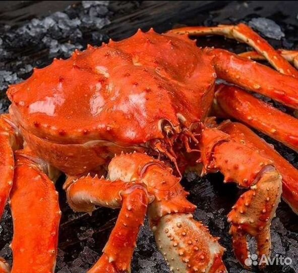 Подарочный камчатский краб, колючий (целый/лом)