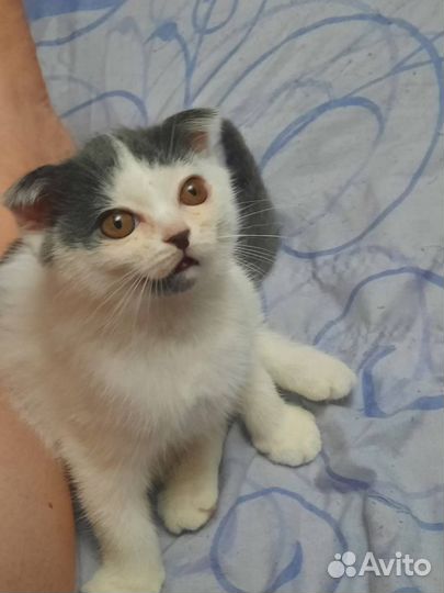 Кот бесплатно