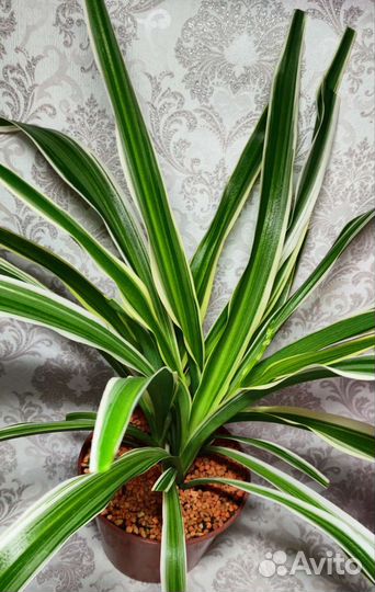 Хлорофитум вариегатный