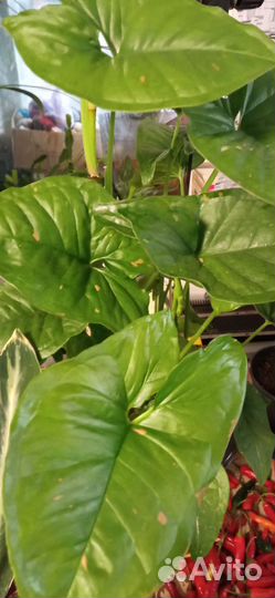 Комнатные цветы