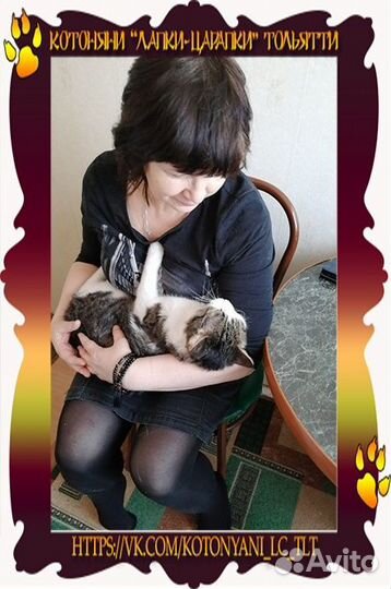 Котоняня - присмотр за Вашей кошкой у Вас дома