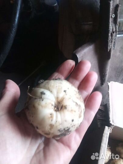 Луковицы рябчика