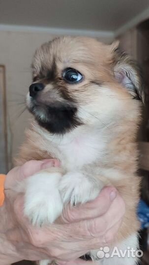 Продаю щенков чихуа длинношëрстных