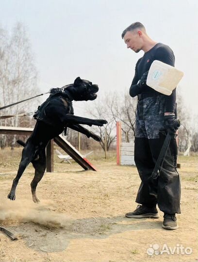 Дрессировка собак