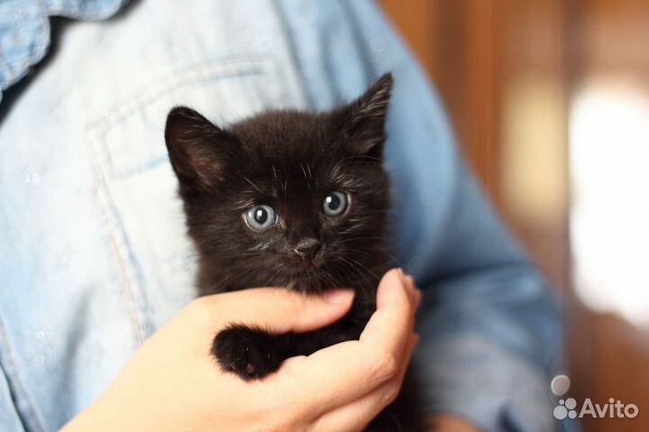 Черная красавица в добрые ручки