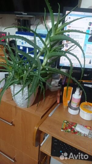 Отростки алоэ и золотой ус