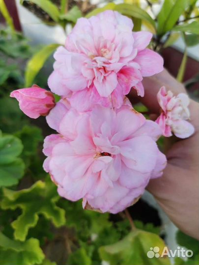 Пеларгония герань