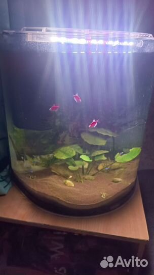 Аквариум 60 л