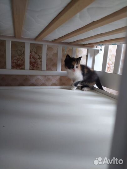 Трехцветный котенок девочка