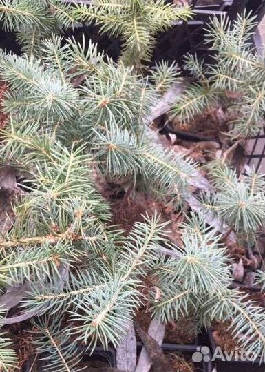 Ель голубая