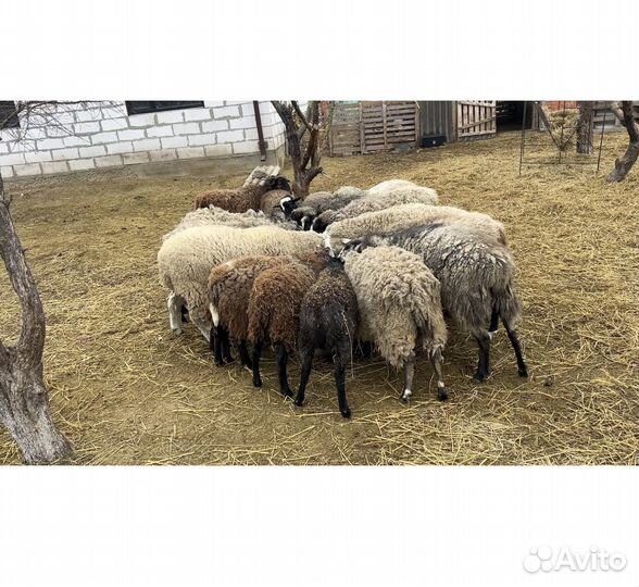 Овцы романовские