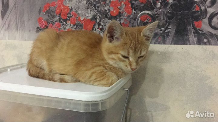Отдам котенка в добрые руки