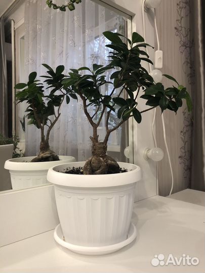 Фикус Микрокарпа Гинсенг