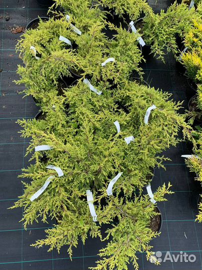 Можжевельник