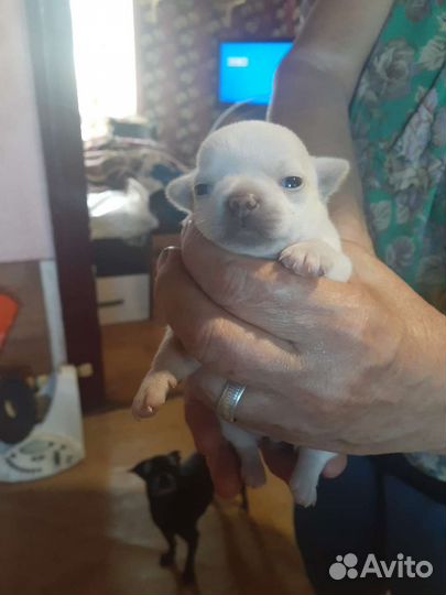 Маленькая собака чихуахуа