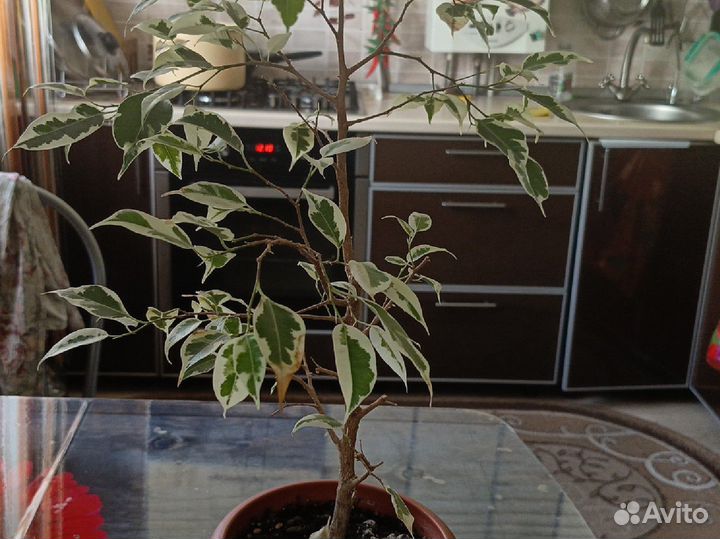 Фикус бенджамина пестролистный