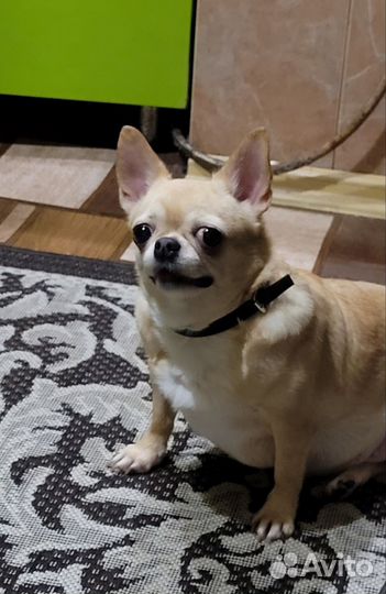 Продаю собачку чихуахуа девочка