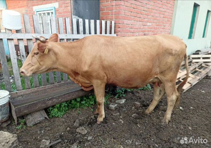 Корова дойная