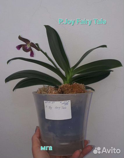 Орхидея фаленопсис