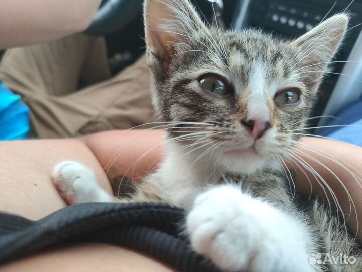Котёнок Юнга ищет дом