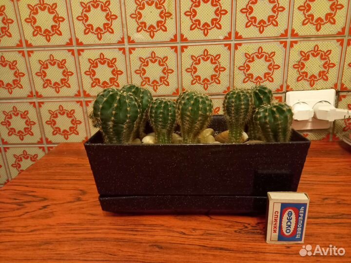 Кактусы и суккуленты