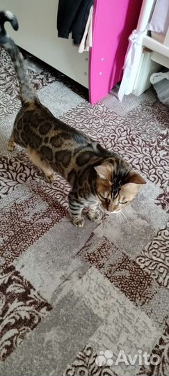Бенгальская кошка