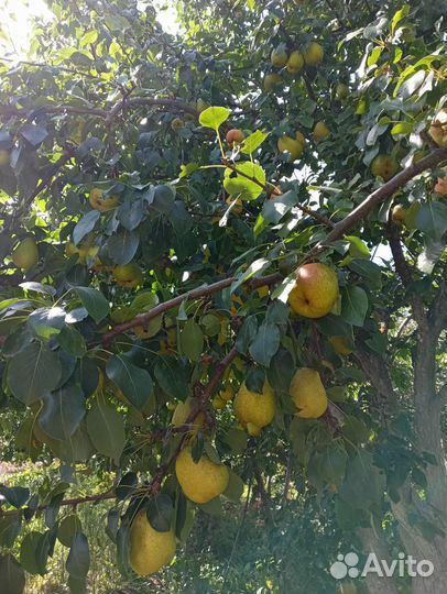 Груши сорт Краса Севера и Рогнеда