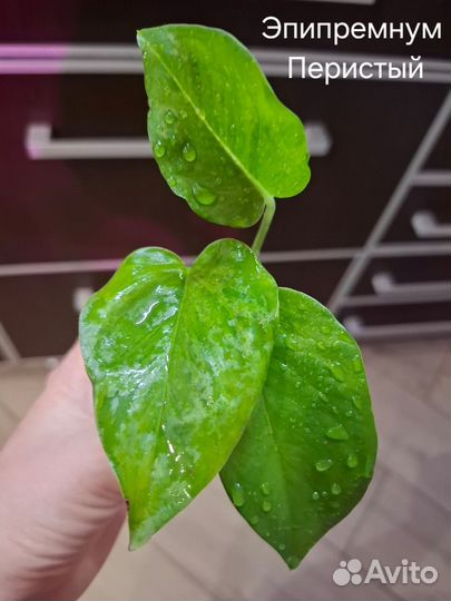 Эпипремнум, Сциндаптус