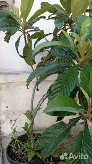 Мушмула Японская