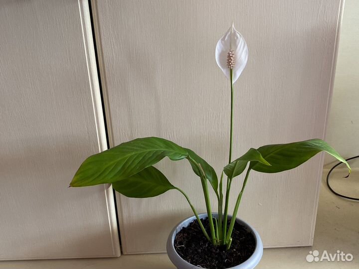 Спатифиллум на цвету