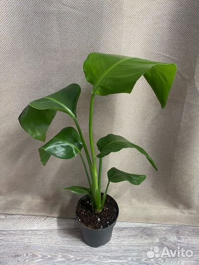 Стрелиция николая