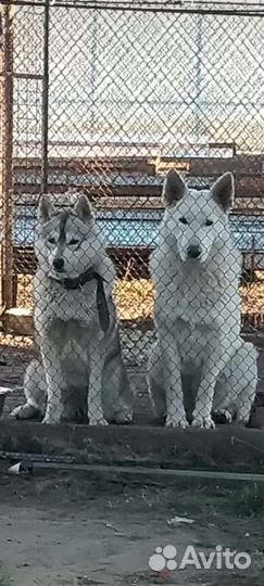 Волкособ вязка