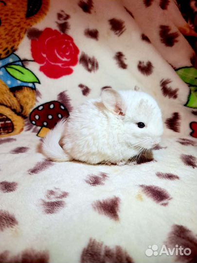 Шиншилла малыши 1,5 месяца