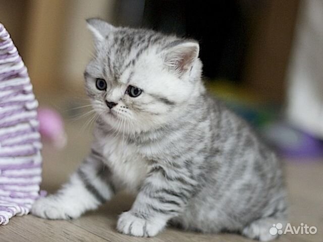 Шотландские котята