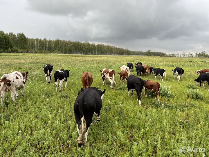 Коровы, телята быки