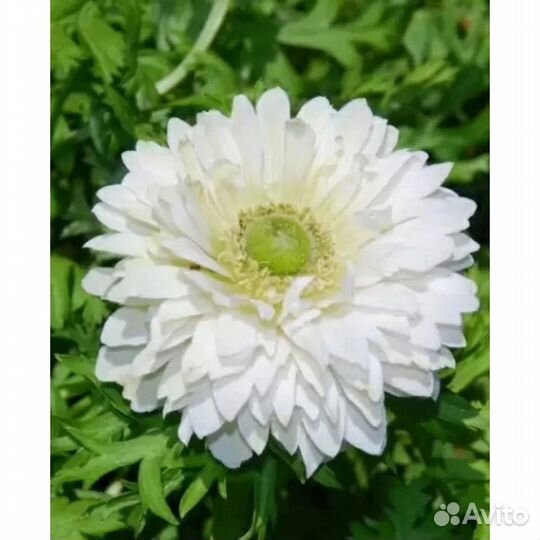 Анемоны много сортов,лилии,гладиолусы и др на поса