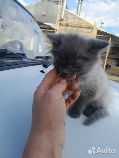 Шотландская