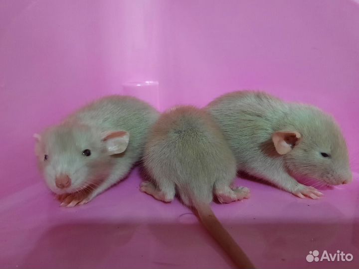 Крысы Dumbo. Сиамские крысята (Дамбо)