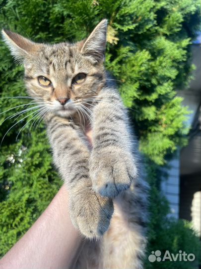 Улечный кот