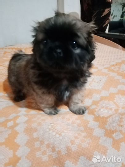 Щенки пекинеса