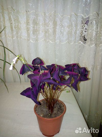 Комнатные цветы кислица